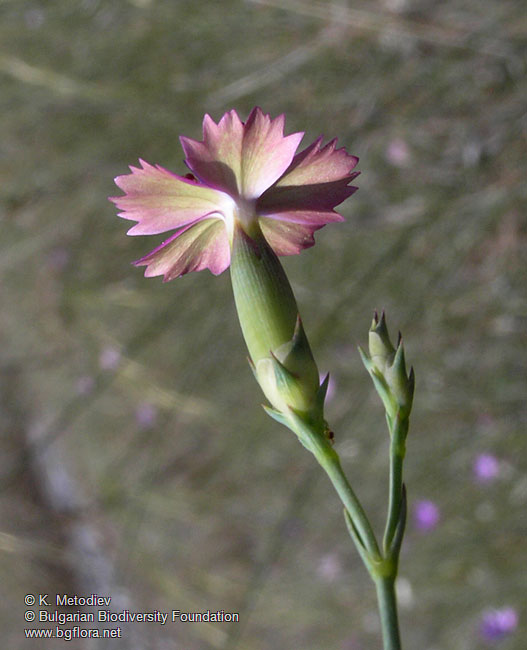 Dianthus Gracilis