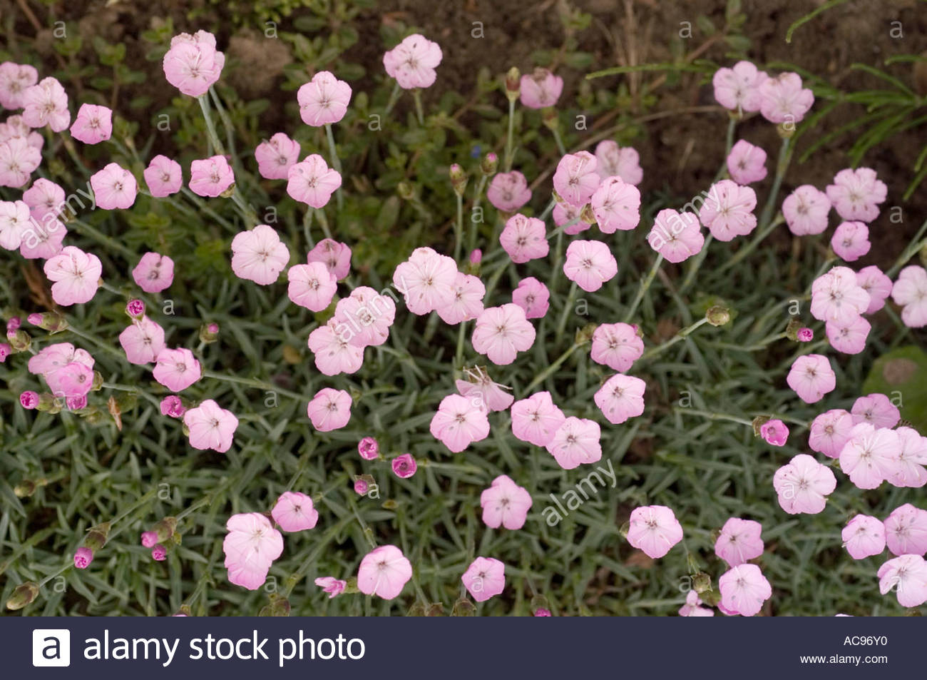 Dianthus Graniticus