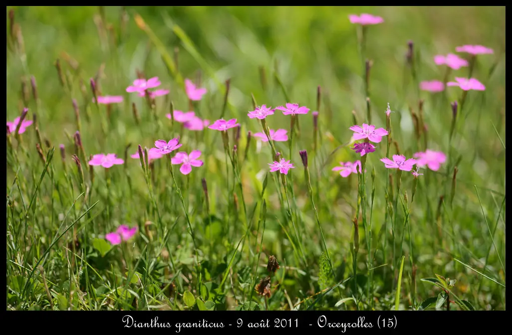 Dianthus Graniticus