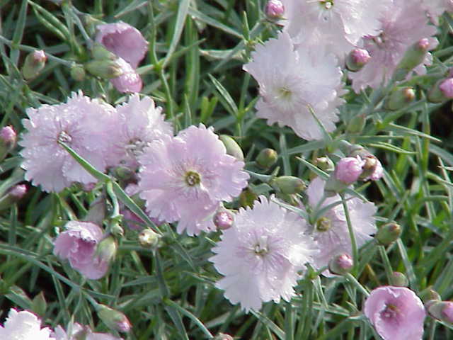 Dianthus Gratianopolitanus