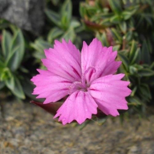 Dianthus Haematocalyx