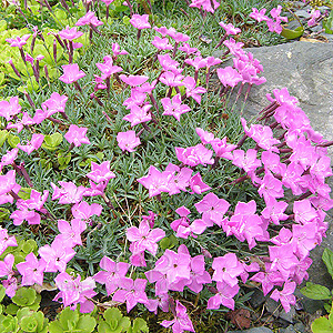 Dianthus Haematocalyx