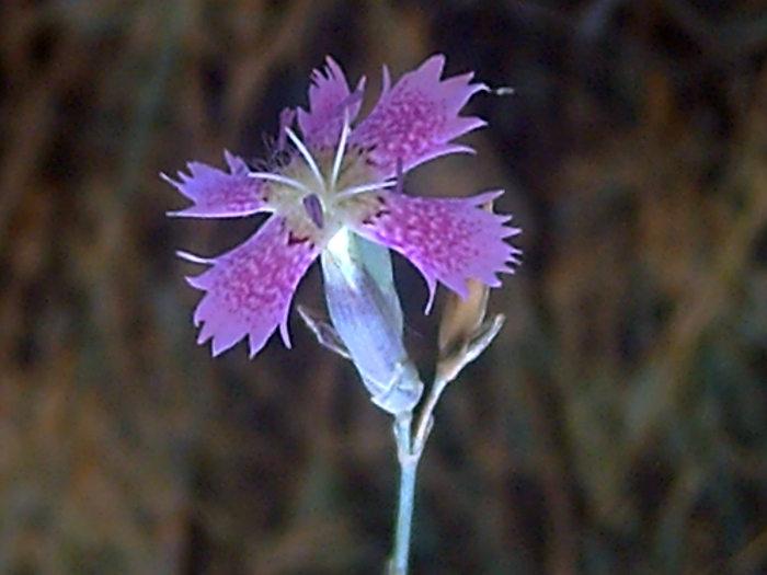 Dianthus Lusitanus