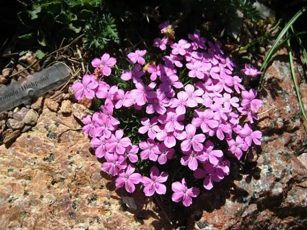 Dianthus Microlepis