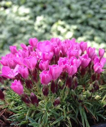 Dianthus Microlepsis