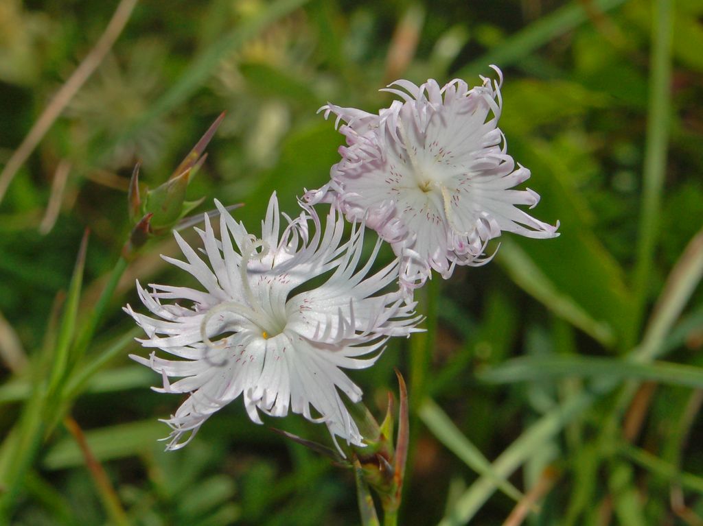 Dianthus Monspessulanus