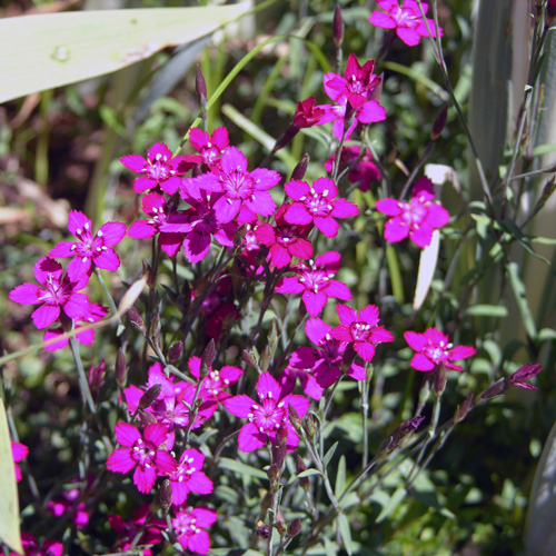 Dianthus Myrtinervius