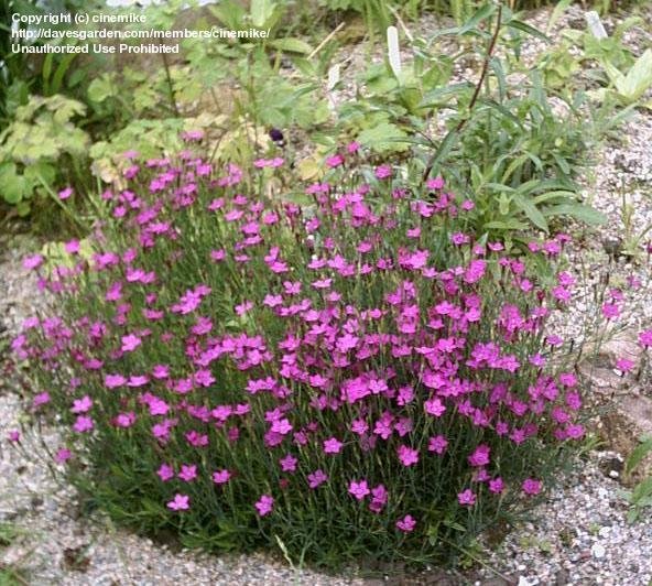 Dianthus Myrtinervius