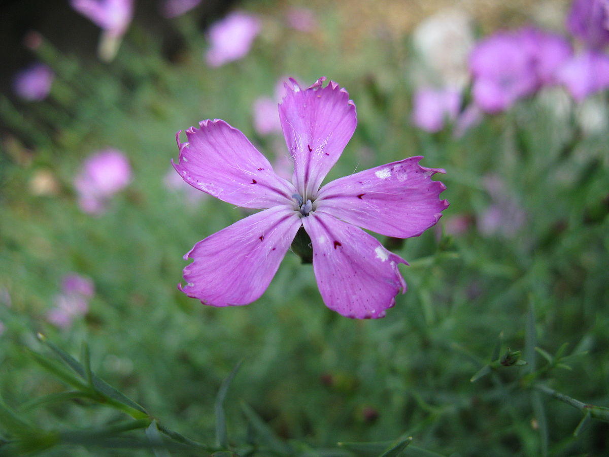 Dianthus Nardiformis