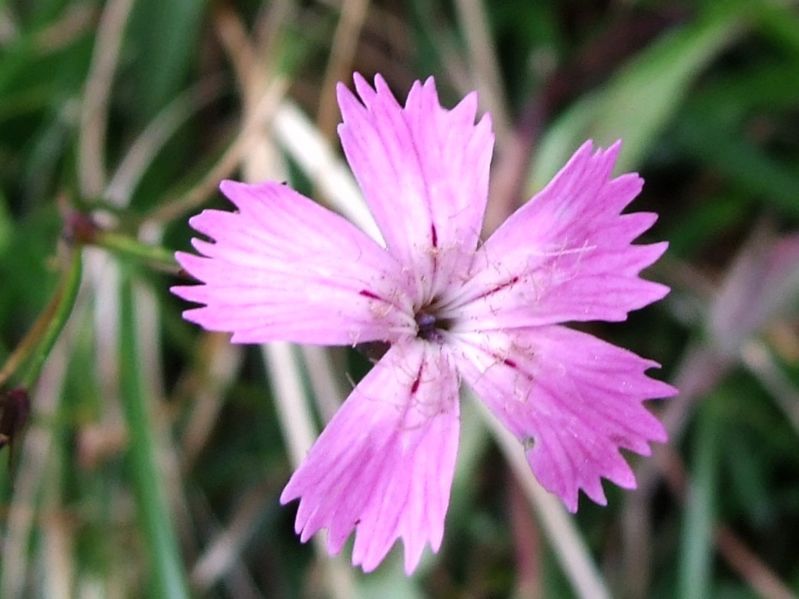 Dianthus Nitidus