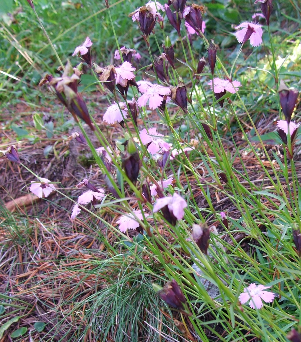 Dianthus Nitidus