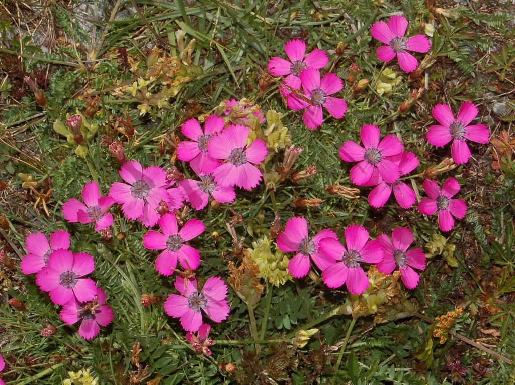 Dianthus Pavonius