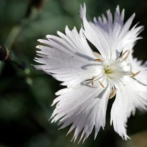 Dianthus Petraeus