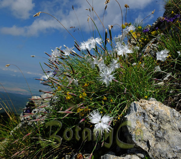 Dianthus Petraeus