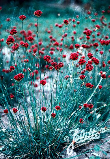 Dianthus Pinifolius