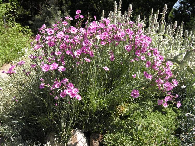 Dianthus Plumarius