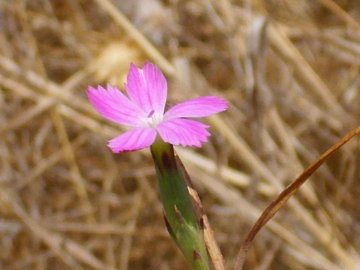 Dianthus Pungens