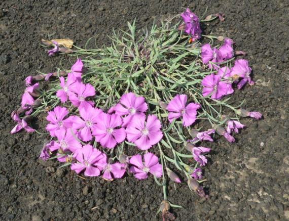 Dianthus Repens