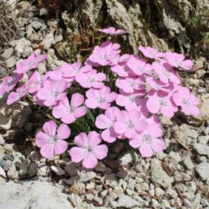 Dianthus Scardicus