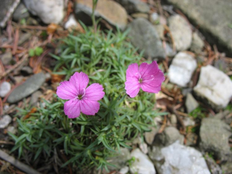 Dianthus Simulans