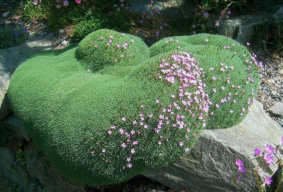 Dianthus Simulans