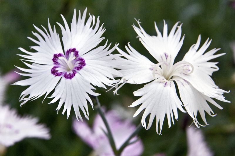 Dianthus Spiculifolius