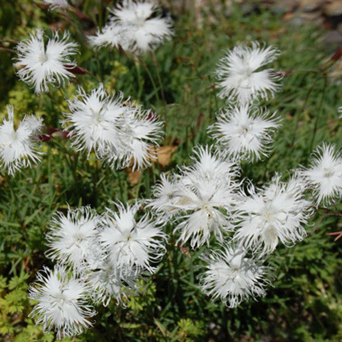 Dianthus Squarrosus