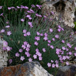 Dianthus Subacaulis