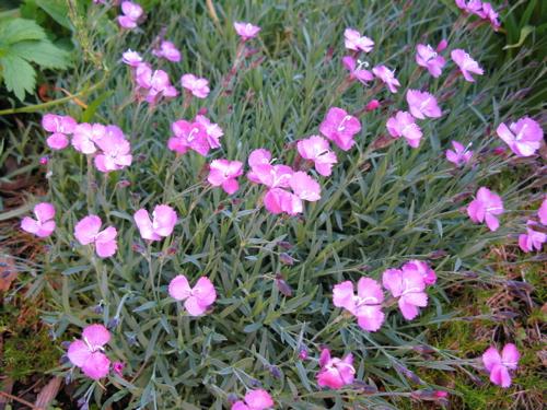 Dianthus Subacaulis