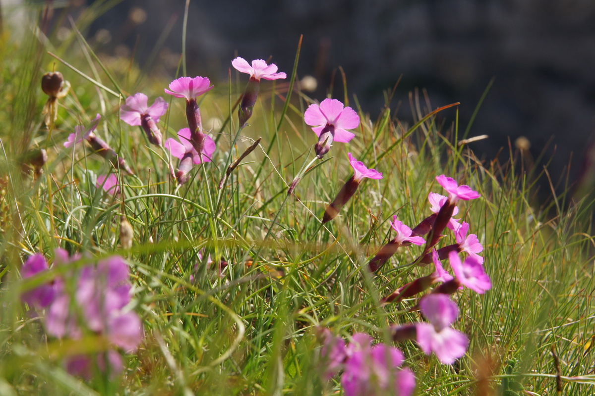 Dianthus Sylvestris