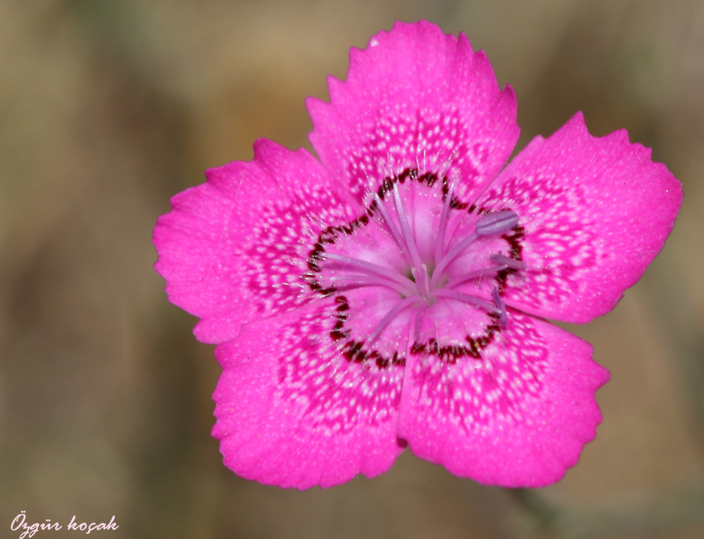 Dianthus Zonatus