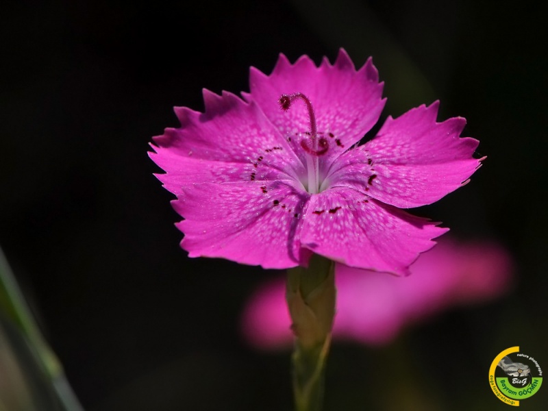 Dianthus Zonatus