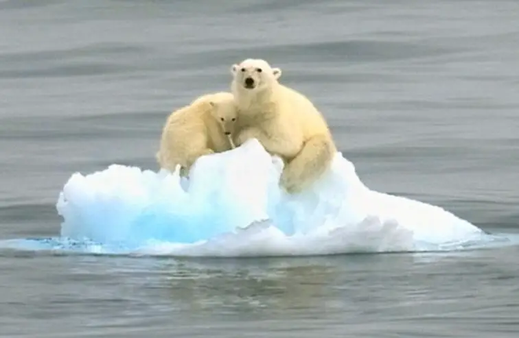 Dois Ursos Em Cima de um Iceberg