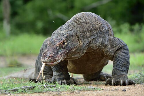 Dragão de Comodo