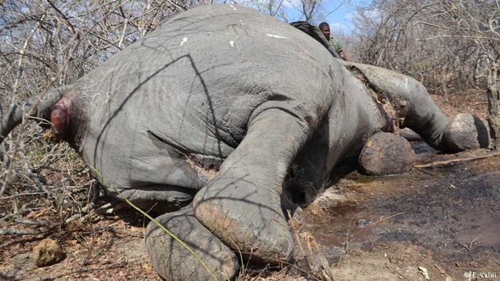 Elefante Caçado e Morto