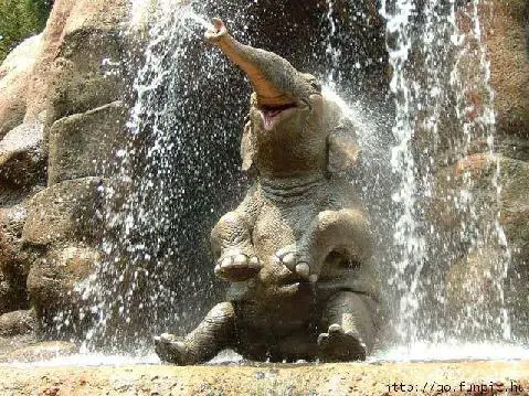 Elefante Sentado Tomando Banho de Cachoeira