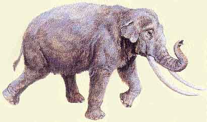 Elefante de Naumann