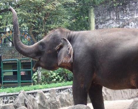 Elephas Maximus Sumatranus