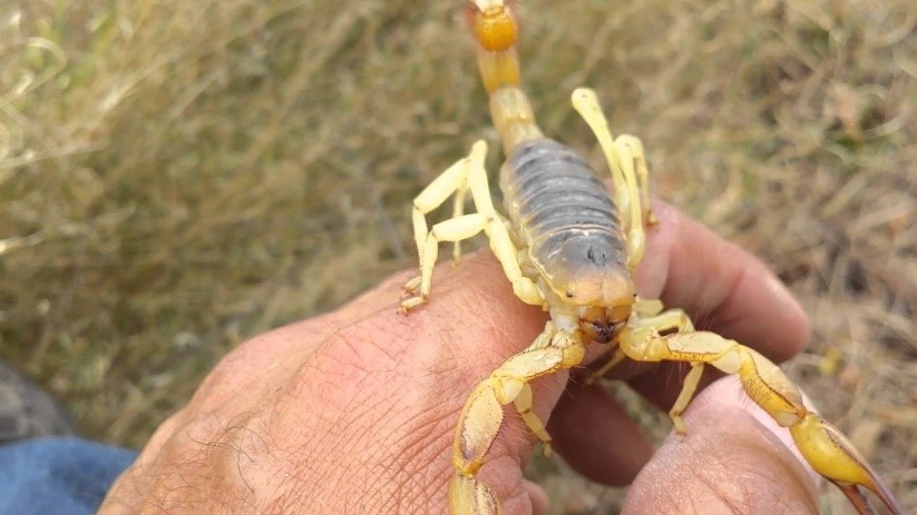 Escorpião Amarelo