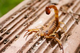 Escorpião Andando em Cima de Uma Telha