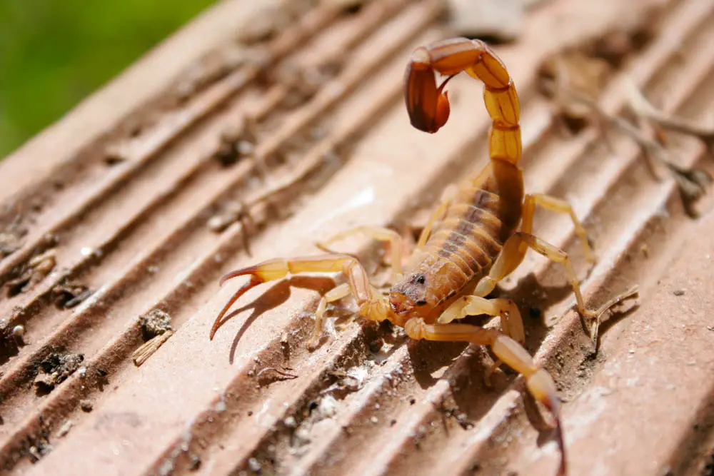 Escorpião Andando em Cima de Uma Telha 