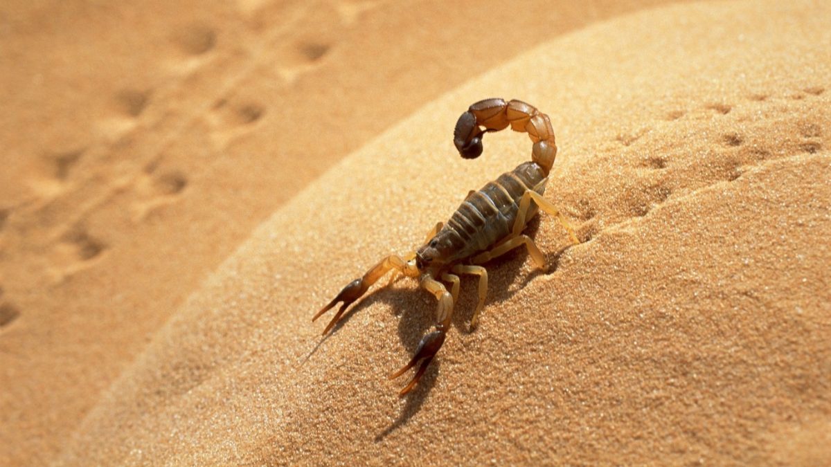 Escorpião Marrom Andando no Deserto