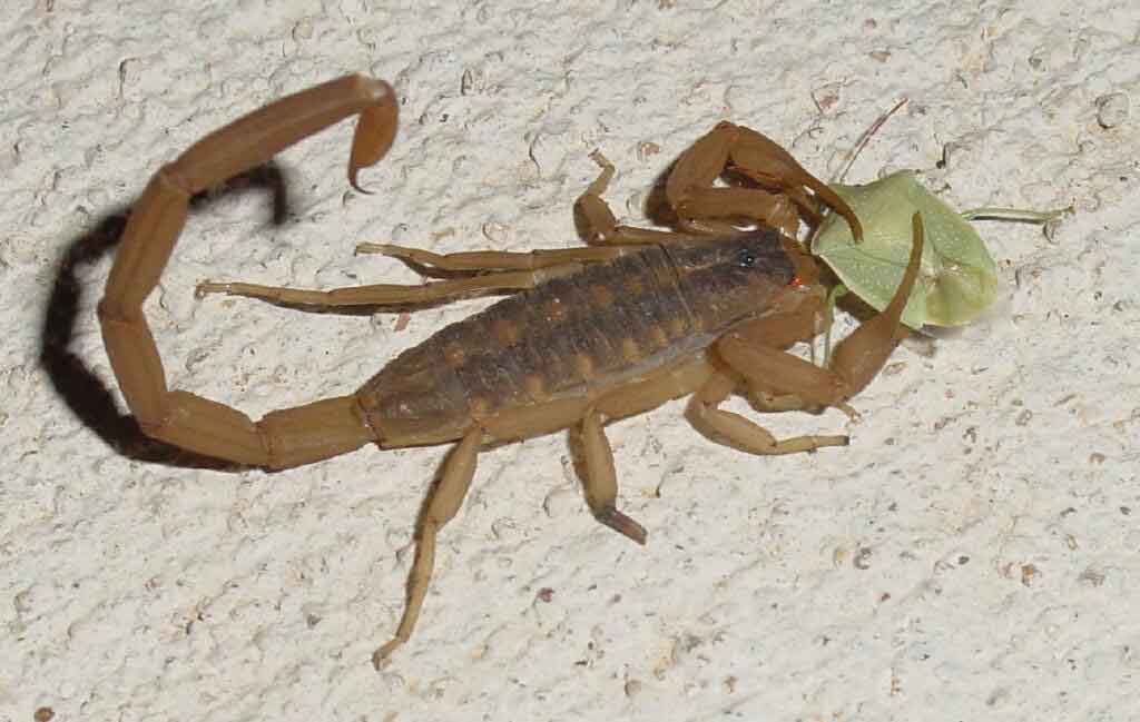 Escorpião Marrom Comendo Uma Folha