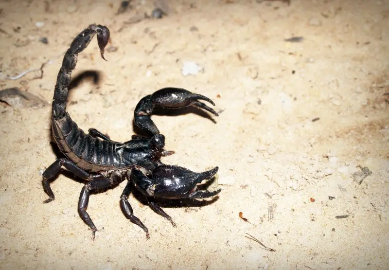 Escorpião-Preto Andando no Chão