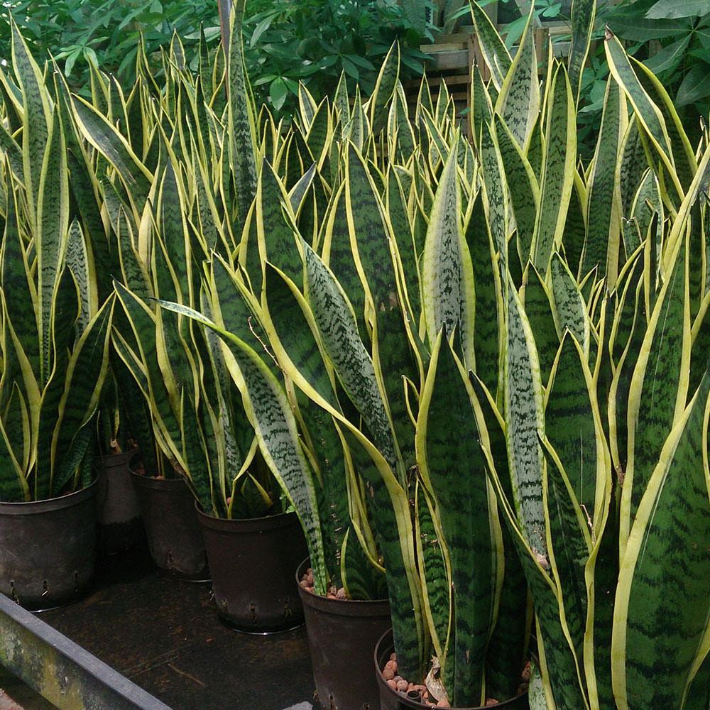 Espada ou Língua de Sogra