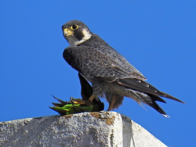 Falcão