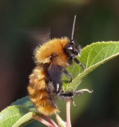 Família Apidae