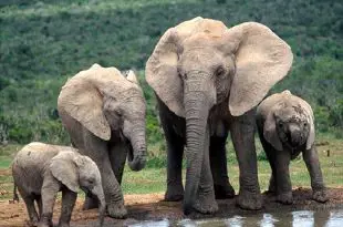 Família de Elefantes da Savana