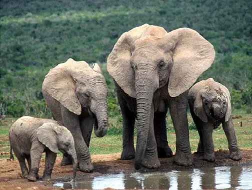 Família de Elefantes da Savana