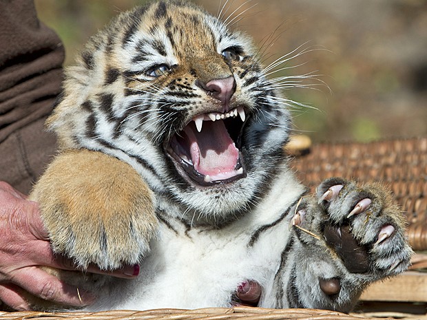 Filhote de Tigre Siberiano 